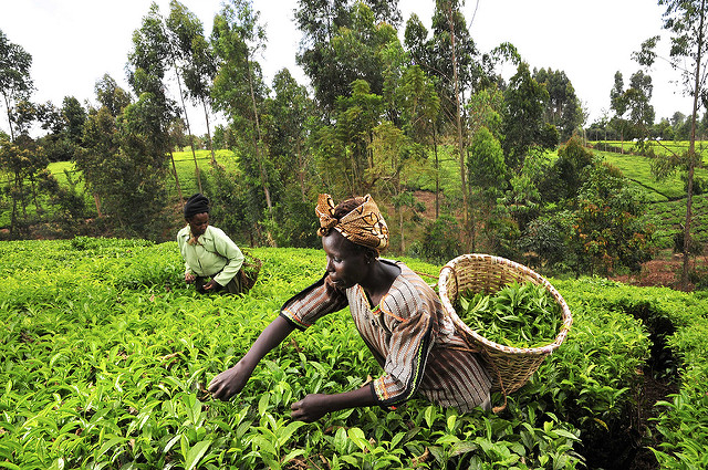 Agriculture & Agribusiness